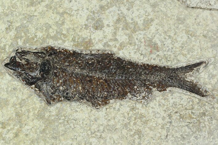 5.1" Fossil Fish (Knightia) - Green River Formation